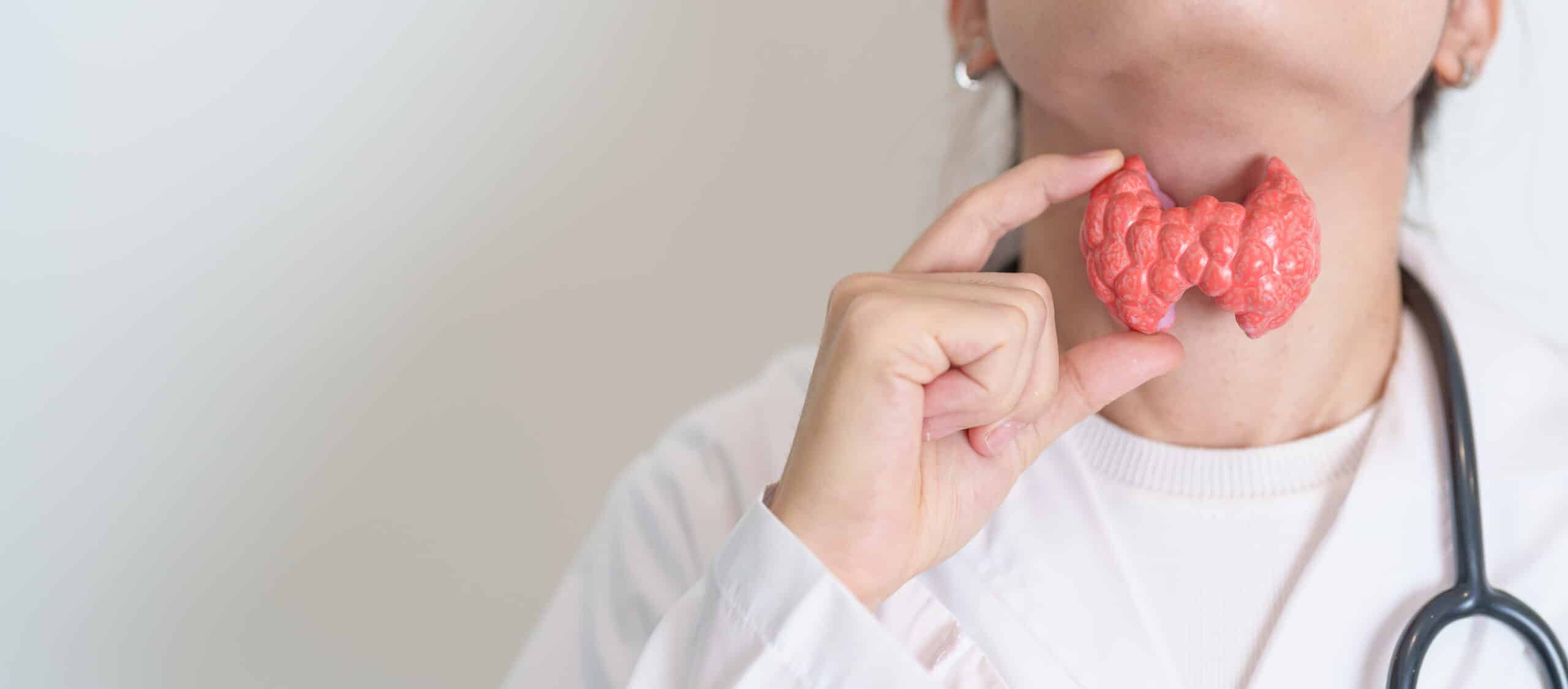 Doctor with human Thyroid anatomy model.